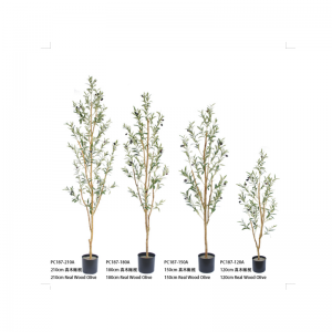 ต้นโอลิเวอร์